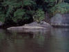 Pesqueiro - pedras do Guara
